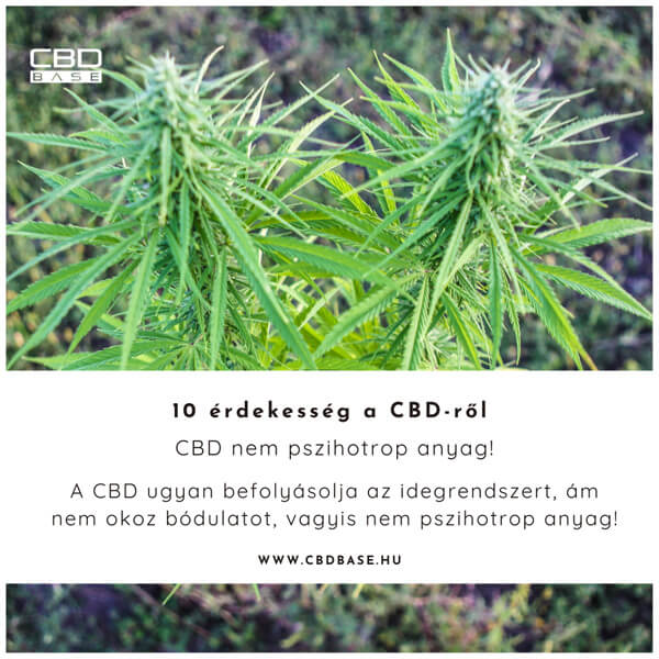 cbd és az idegrendszer