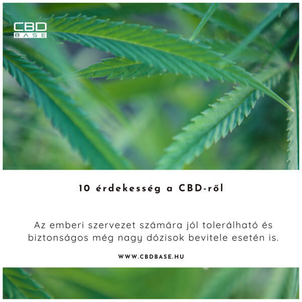 CBD túladagolás