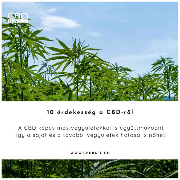 CBD szinergikus hatás