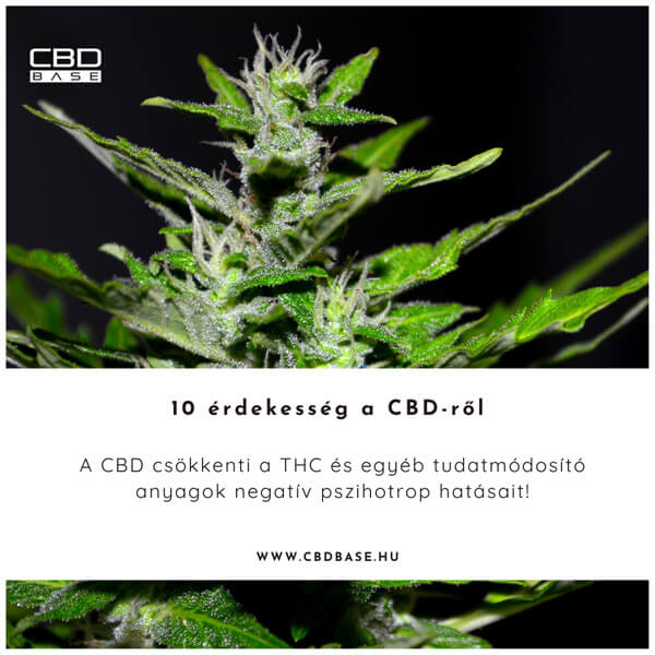 A CBD és a THC kölcsönhatása