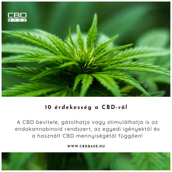 CBD és az endokannabinoid rendszer